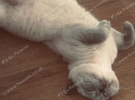 Blue point British Shorthair