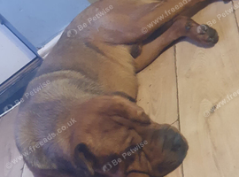 Rottweiler/ Sharpie Male