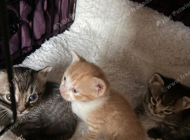 For sale kittens ready soon