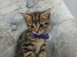 Kittens