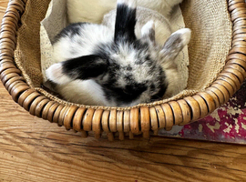 Mini lop baby bunnies, small, sweet and pure bred from the best