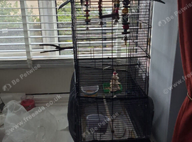 2 cockteils