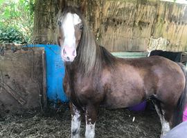 Gelding