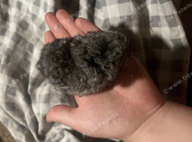 3adorable chinchillas