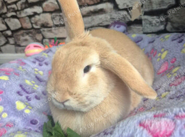 rabbit
