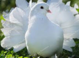 White fantail