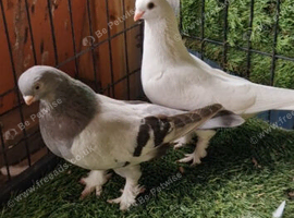 Kurdish pigeons