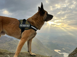 Belgian malinois x belgian shepherd