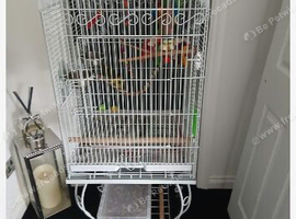 Young hand tamed Kakariki
