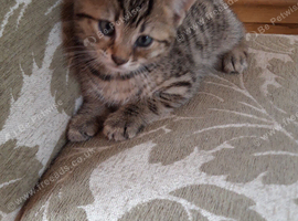 Four beautiful kittens, mother Bengal/Tabby Cross