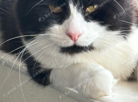 X 2 Cats for Rehoming Male & Female Couple