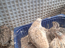 Japanes Coturnix Quails available