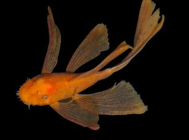 Long Fin Super Red Bristlenose Plecos 3cm Tropical Fish