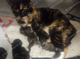 4 beautiful tortoiseshell kittens