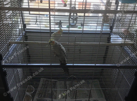 Cockatiels
