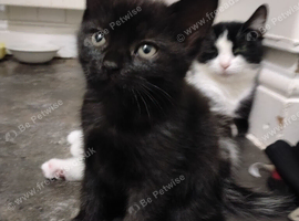 Kittens