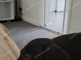 Dachshund