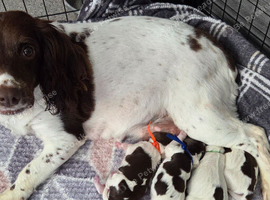 Sprocker pups