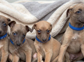 Whippet puppies