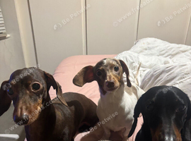 Love mini girl for re homing