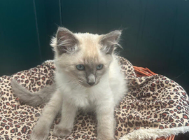 Traditional siamese 2 females