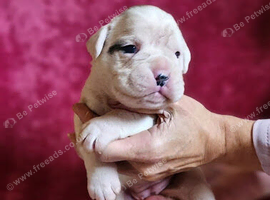 Boxer Puppies - KC Registered