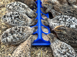 Coturnix quails