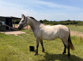 4yr old Dun Mare