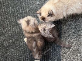2 stunning mainecoon- Himalayan Persian kittens