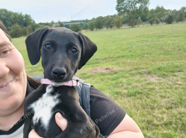 Cocker spaniel x English pointer 1 year old