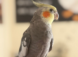 **SOLD** 6 month old male cockatiel