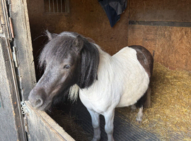 Beautiful boy looking for a loan or forever home