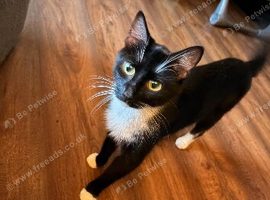 Gorgeous Black Female Kitten &ndash; 9 Weeks Old