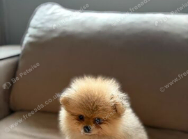KC Reg Pomeranian Puppy&rsquo;s