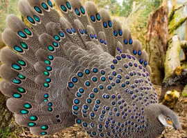 Gray pecock pheasant
