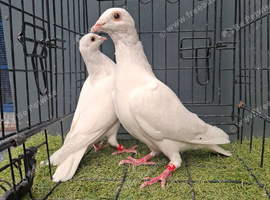 White busschaert Pigeon Pair