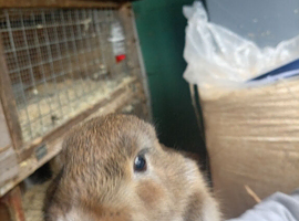 Mixed breed rabbits ready for sale