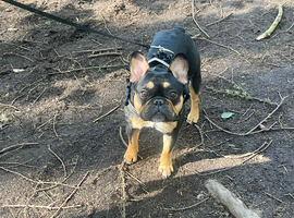 French bulldog