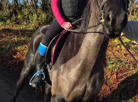 Stunning friesian x for sale