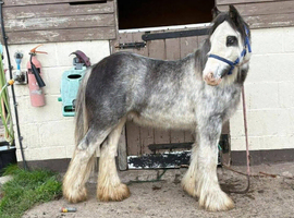 REDUCED - Mini cob colt blue blagdon