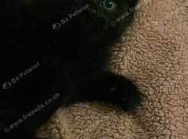 10 week old female  kitten