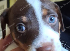 Stunning Jack Russell,Hastings