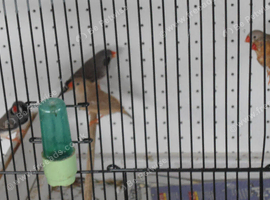 BLACK CHEEK PAIR OF ZEBRA FINCH. AND 3 ISABEL ORANGEY FINCH .PR GREEN BUDGIES