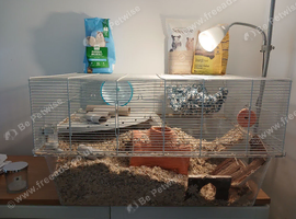 2 gerbils and the full set up.
