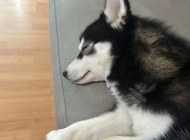 Toy size Pomsky male for sale