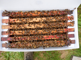 Honeybees Nucleus Colonies - 6-frame National-sized frames