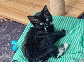 Kitten