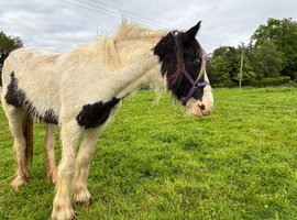 Striking 2 Year Old Cob Filly - Quality youngstock