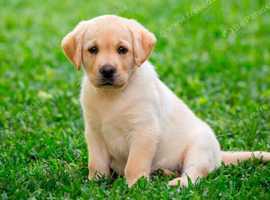 Grimsby mobile microchipping also cover surrounding areas