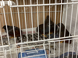 4 beautiful Button Quails lovely colours
